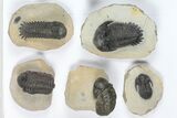 Lot: Assorted Devonian Trilobites - Pieces #92165-2